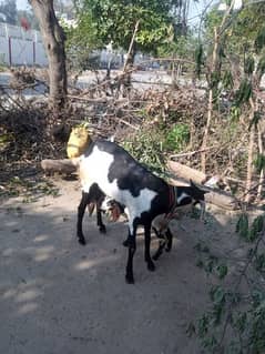 GOAT FOR SALE