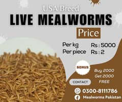 Mealworms | Darkling beetles Mealworms