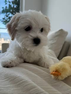 Maltese 2024 puppy olx