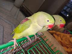 parrot for sale / talking parrot / parrot 0