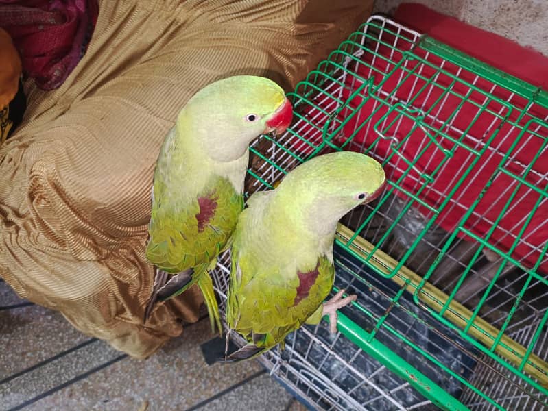 parrot for sale / talking parrot / parrot 1