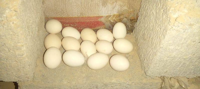 white silkie fresh and fertile eggs 1
