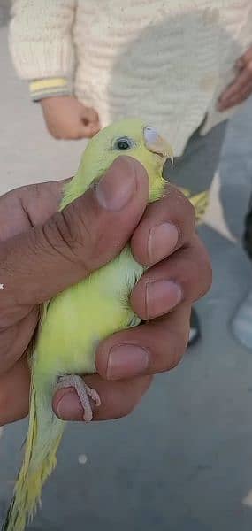 Australian Parrots For Sale 0