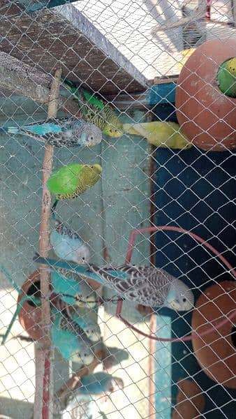 Australian Parrots For Sale 1