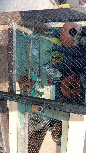 Australian Parrots For Sale 2