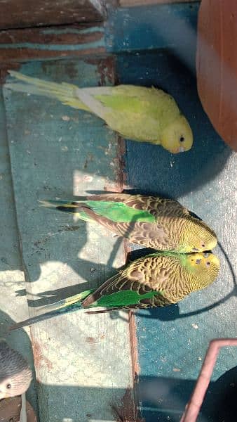 Australian Parrots For Sale 4