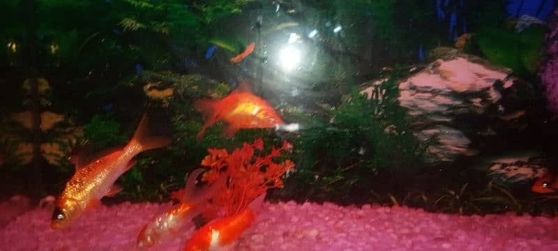 koi fish orange color 0