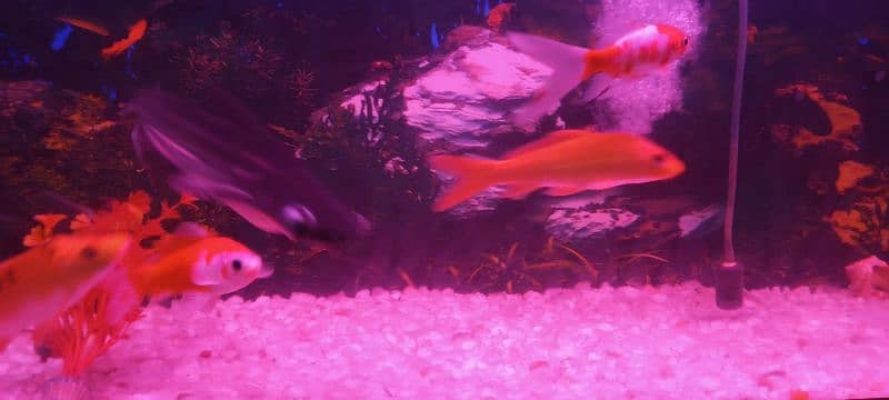 koi fish orange color 1