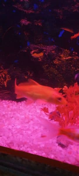 koi fish orange color 4