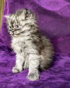 Siberian kitten looking for new home.