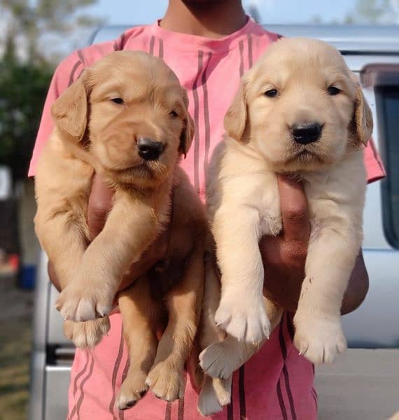Golden Retriever Puppies 1