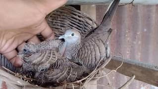Bronzewing Dove  Pairs  For  Sale  برونز ونگ  ڈوو  جوڑے