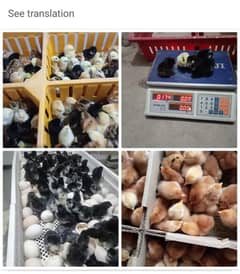 Australorp Chicks/Brolier/Golden Misri/Hens for sale