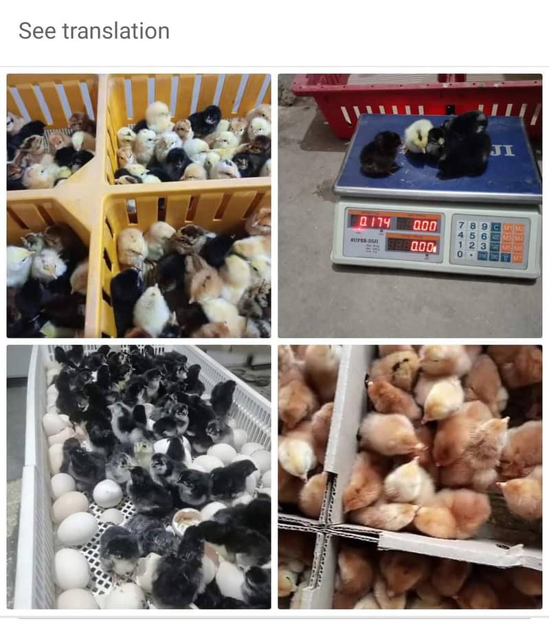 Australorp Chicks/Brolier/Golden Misri/Hens for sale 1