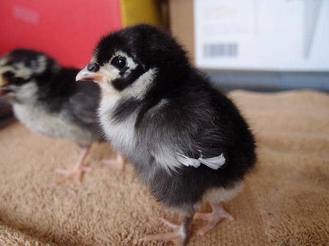 Australorp Chicks/Brolier/Golden Misri/Hens for sale 2