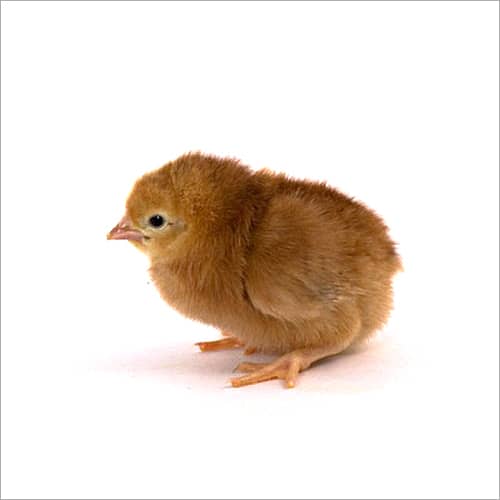 Australorp Chicks/Brolier/Golden Misri/Hens for sale 4