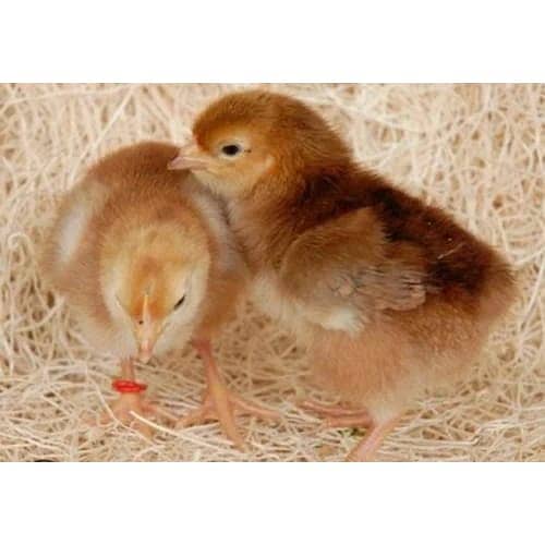 Australorp Chicks/Brolier/Golden Misri/Hens for sale 5