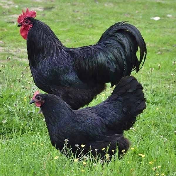 Australorp Chicks/Brolier/Golden Misri/Hens for sale 7