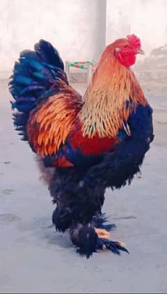 Gold Partridge Brahma for sale