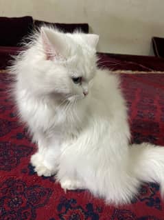 Persian Cat for sale