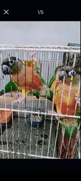 yellow saded conure pair very good red factors 4