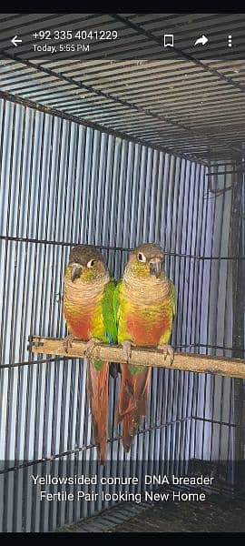 yellow saded conure pair very good red factors 5