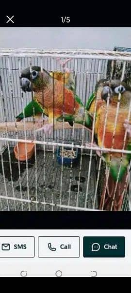yellow saded conure pair very good red factors 6