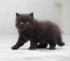Punch face Persian kitten (triple coat)