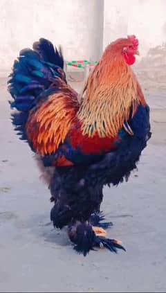Gold Partridge Brahma Male & female for sale /Hens for sale 0