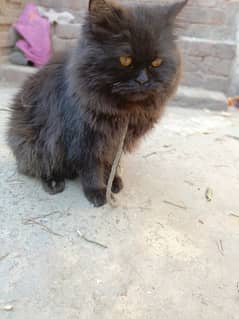 Persian cat triple coated / persian odd eyes cat for sale / Cat