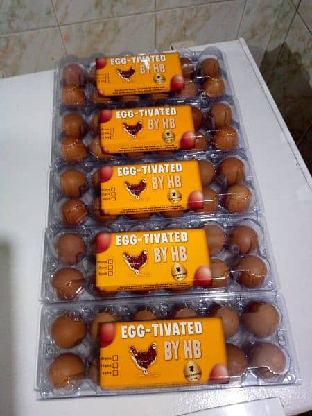 Desi Eggs|Lohmann eggs| brown eggs | eggs 2