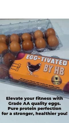 Desi Eggs|Lohmann eggs| brown eggs | eggs 0