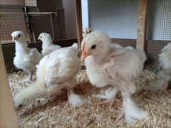 White heavy buff chicks