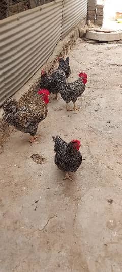 Plymouth /Australorp Adults pair eggs laying at home.