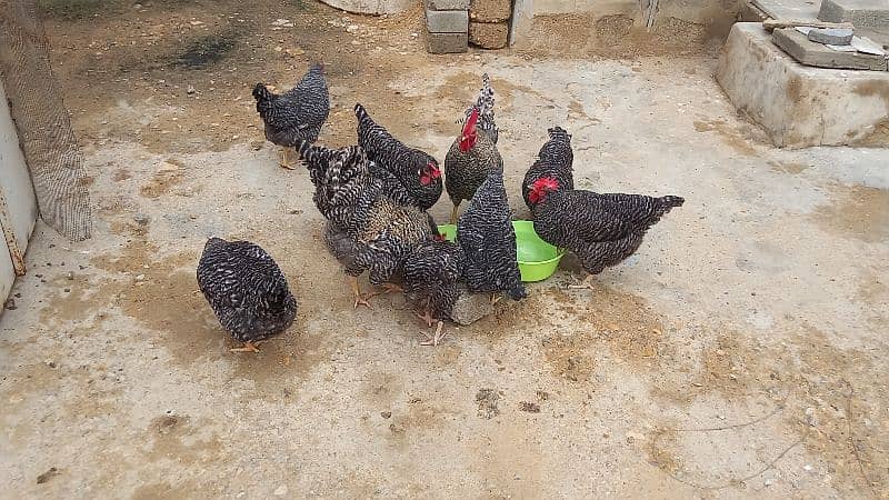 Plymouth /Australorp Adults pair eggs laying at home. 2