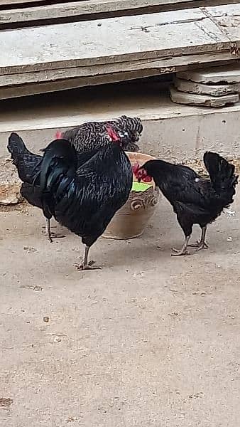 Plymouth /Australorp Adults pair eggs laying at home. 4