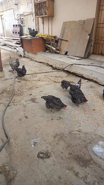 Plymouth /Australorp Adults pair eggs laying at home. 8