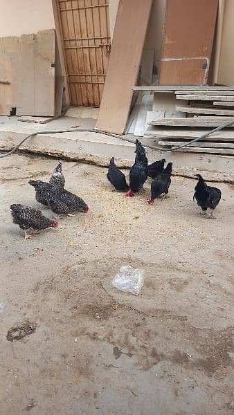 Plymouth /Australorp Adults pair eggs laying at home. 9