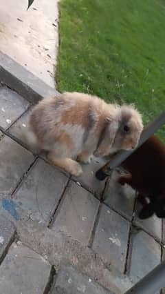 1 year old holland lop and lion lop breeding pair
