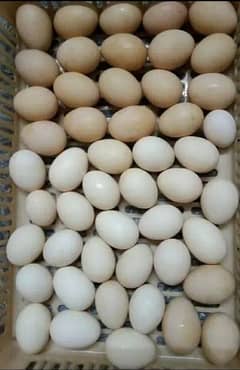 golden bantam fertile eggs