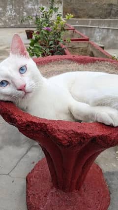 white male cat with bright blue eyes. photogenic Instagram worthy cat.
