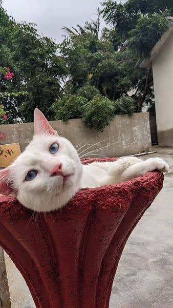 white male cat with bright blue eyes. photogenic Instagram worthy cat. 1