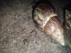 garden snail , African Gaint snails babies. . Whatsapp 03059980817
