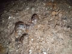 African Gaint snails babies. . Whatsapp 03059980817