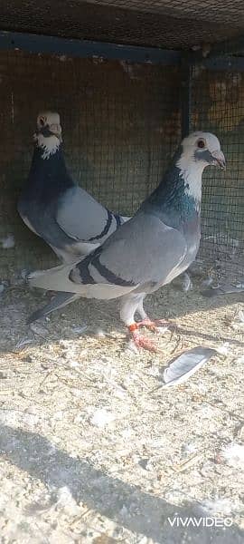 breeder pair pigeon Available 1