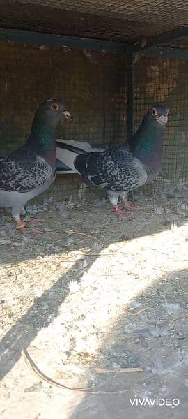 breeder pair pigeon Available 2