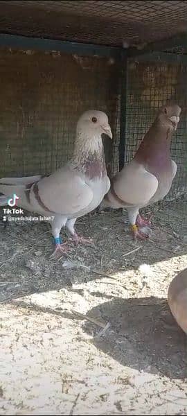 breeder pair pigeon Available 3
