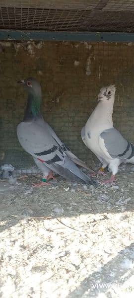 breeder pair pigeon Available 4
