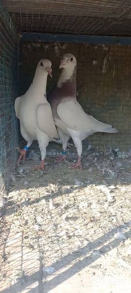 breeder pair pigeon Available 5