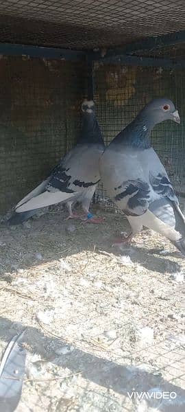 breeder pair pigeon Available 7